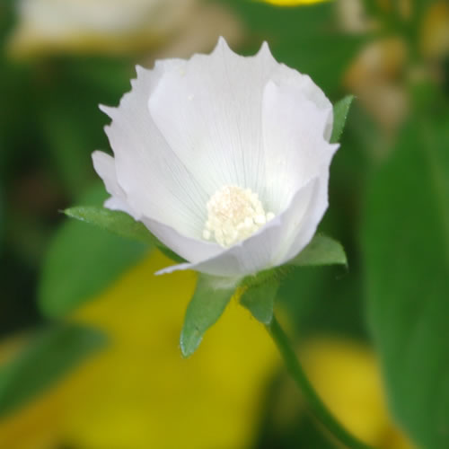 Callirhoe alcaeoides Logan Calhoun